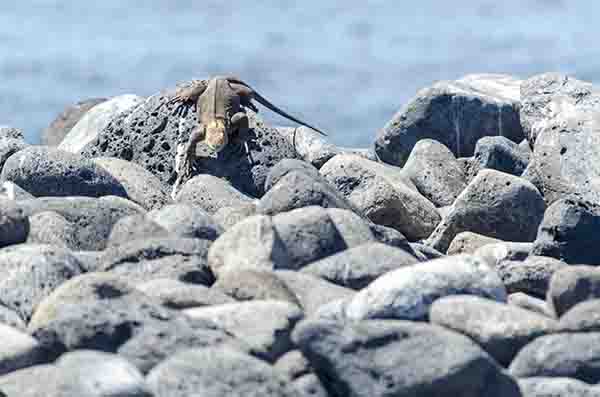 Iguana terrestre de Galápagos - isla Seymour Norte - islas Galápagos - Ecuador 06.jpg